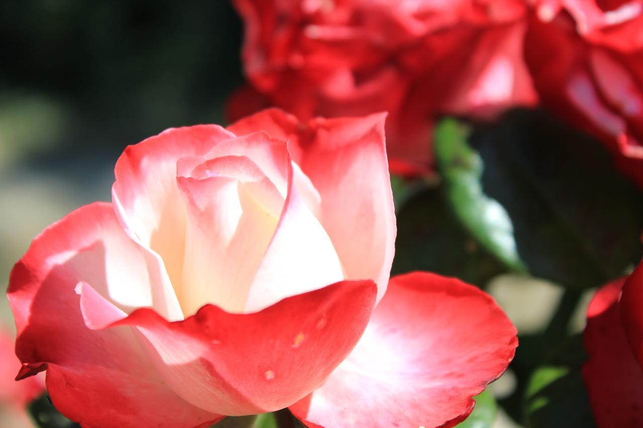 Tenuta Le Viste Bed & Breakfast Scandicci Dış mekan fotoğraf